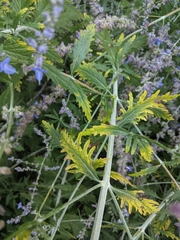 Salvia yangii