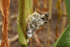 Mycosarcoma maydis