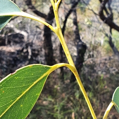 Eucalyptus luehmanniana