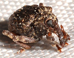 Conotrachelus elegans