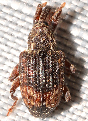 Conotrachelus elegans