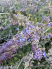 Salvia yangii