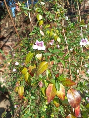 Abelia