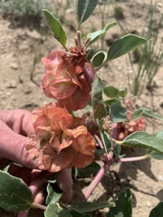 Tripterocalyx micranthus