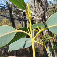 Eucalyptus luehmanniana