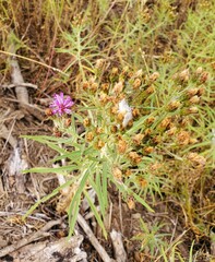 Vernonia marginata