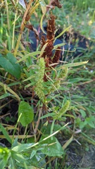 Rumex maritimus