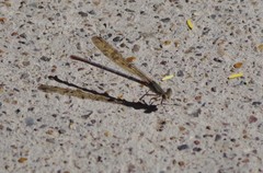 Argia sedula