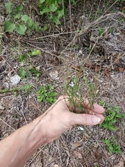 Verbenaceae