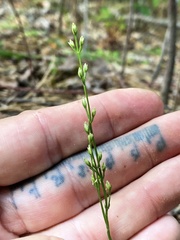 Bartonia paniculata