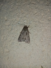 Acronicta