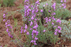 Penstemon gairdneri