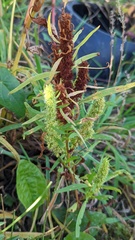Rumex maritimus