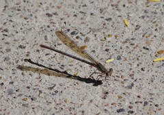 Argia sedula