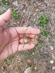 Verbenaceae