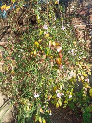 Abelia