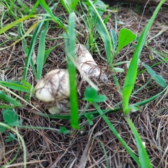 Suillus viscidus