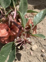 Tripterocalyx micranthus