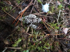 Stemonitopsis typhina