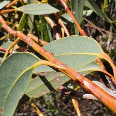 Eucalyptus luehmanniana