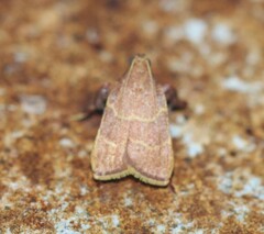 Parachma ochracealis