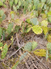 Opuntia tortispina