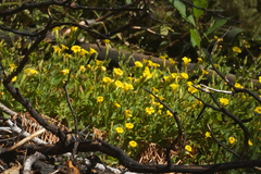 Erythranthe moschata