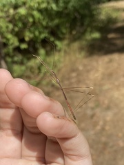 Emesaya brevipennis