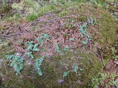 Cladonia squamosa