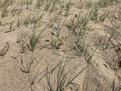 Carex sabulosa