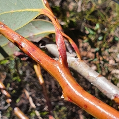 Eucalyptus luehmanniana