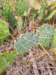 Opuntia tortispina