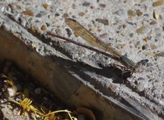 Argia sedula