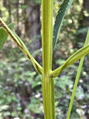 Agastache nepetoides
