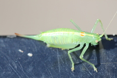 Meconema meridionale