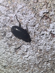 Blatta orientalis
