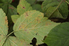 Phragmidium bulbosum