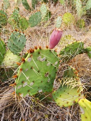 Opuntia tortispina