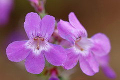 Penstemon gairdneri