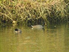 Fulica rufifrons
