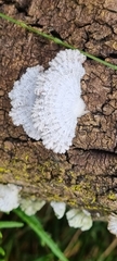 Schizophyllum