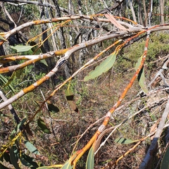 Eucalyptus luehmanniana