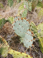 Opuntia tortispina