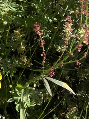 Rumex acetosella