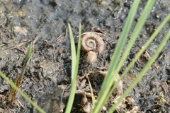 Planorbella trivolvis