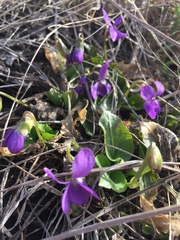 Viola odorata
