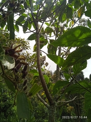Passiflora bogotensis