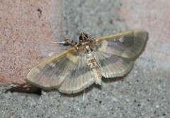 Apilocrocis brumalis