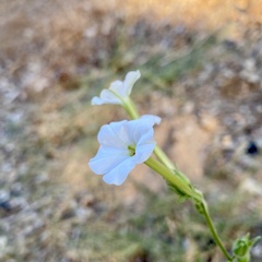 Nicotiana