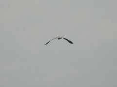 Ardea cocoi